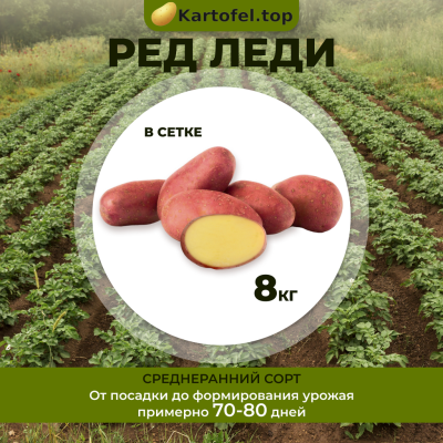Ред Леди (элита) 8кг