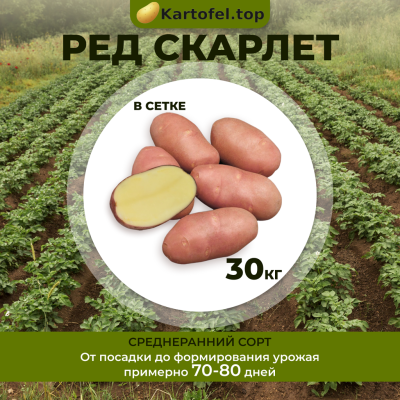 Ред скарлет (элита) 30 кг