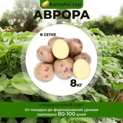 Аврора 8 кг (элита)