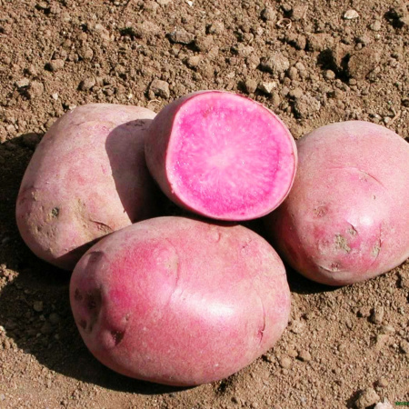 Горная роза (сэлита)