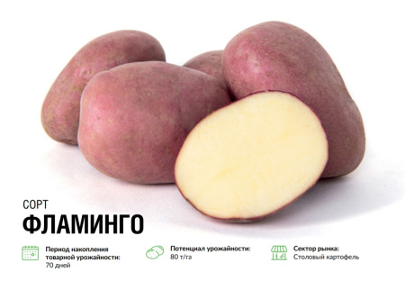 Фламинго (элита)